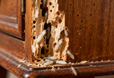 绍兴市白蚁防疫站住宅地基防蚁屏障施工